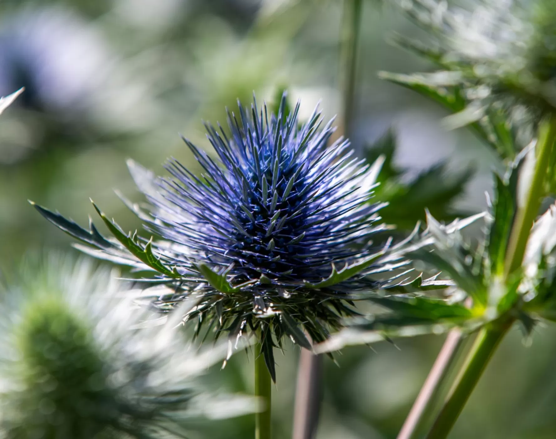 The Quest for Eryngium Questar® Part 2 Marginpar
